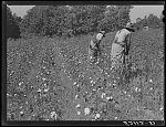 Negro sharecropper, Will Cole and his son picking cotton. The owner is Mrs. Rigsby, a white woman. About five miles below Chapel Hill, going south on Highway 15, toward Bynum in Chatham County, North Carolina. Address: Route 3, Chapel Hill