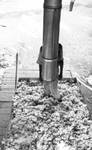 African American man standing in bin of cotton, waiting to offload