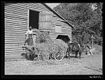 Negro helper putting peavine hay into barn loft. Mr. J.V. Harris' farm, nine miles south of Chapel Hill on Highway 15, Chatham County, North Carolina