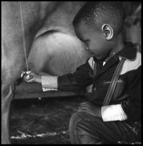 Young Boy Squeezing a Cow's Udder