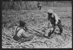 [Untitled photo, possibly related to: Negro sugarcane worker drinking water in the field near New Iberia, Louisiana]