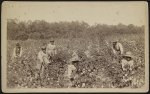 Picking cotton, Savannah, Ga., early Negro life