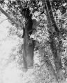 Reproduction of an earlier photograph of Robert Marshall, lynched from the "hanging tree" south of Price, Utah; 1925