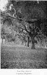 Live Oak Avenue, Caledonia Plantation