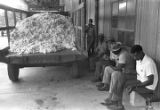 Trailer of cotton parked outside a cotton gin near Mount Meigs in Montgomery County, Alabama.