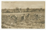 Picking cotton, Aiken, S.C.