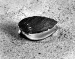 Mussel shell from Savannah