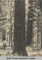 Logger and Pine Trees (185)