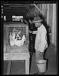 Negro attendant watering chickens at South Louisiana State Fair. Donaldsonville, Louisiana