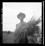 Old time Negro living on cotton patch near Vicksburg, Mississippi