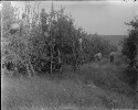 Covesville Orchard Albemarle County