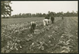 Harvesting sugar yams in Marion County, S.C.