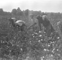 People picking cotton in the field of Mrs. Minnie B. Guice near Mount Meigs in Montgomery County, Alabama.