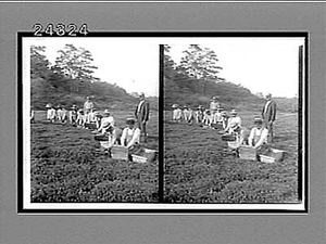 Kneeling workers harvesting cranberries. Active no. 12148 interpositive