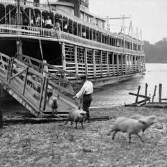 Bald Eagle (Packet, Towboat, 1898-1934)