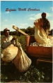 Weighing Sacks of Cotton, Enfield, North Carolina