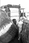 African American boy between bales of cotton: Image 4