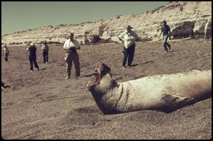 Thumbnail for People run to see 'Yawn' - sea lion