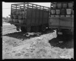 [Untitled photo, possibly related to: This Negro trucker has been waiting since dawn to deliver his tomatoes to the Phillips Packing Company in Cambridge, Maryland]