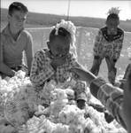 African American children and white children playing in bin of cotton: Image 2