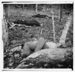 [Gettysburg, Pa. Four dead soldiers in the woods near Little Round Top]