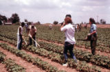 Farm photos and Parchman