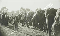 Ringling Brothers Barnum & Bailey Circus Combined Shows