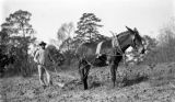 African American man plowing with a mule in rural Wilcox County, Alabama.