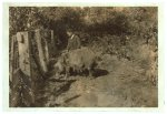 Austin Curtis and his pig project. He is a young colored boy living near the W. Va. Collegiate Institute, the State Colored Agri. College. Location: Charleston [vicinity], West Virginia