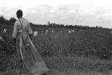 People picking cotton in the field of Mrs. Minnie B. Guice near Mount Meigs in Montgomery County, Alabama.