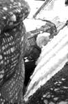 African American boy between bales of cotton: Image 5