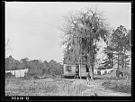 Negro shack near Beaufort, South Carolina. Negro living there is a bricklayer