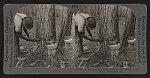 A turpentine farm--Dippers and Chippers at work, Savannah, Ga., U.S.A.