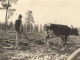 African American man plowing a field in Crawford, Alabama.