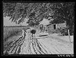 Daughter of Cube Walker, Negro tenant purchase client, Belzoni, Mississippi Delta, bringing home cow from the fields in the evening. Mississippi Delta, Mississippi