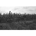 Horse-cart in cornfield