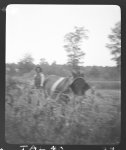 [Henry Truvillion and mule, in his garden, Rt. #1, Newton, Texas]