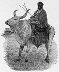 Man riding ox