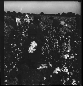 Picking cotton on a great plantation in North Carolina, U.S.A. [Active no. 13801: half-stereo photonegative.]