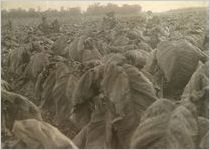 Tobacco field.