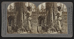 A turpentine farm--Dippers and Chippers at work, Savannah, Ga., U.S.A.