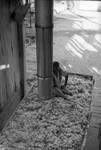 African American man sitting in truck filled with cotton, waiting to offload: Image 2