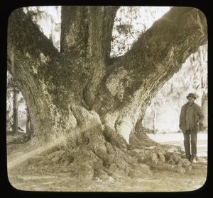 [Middleton Place]: man standing by the trunk of an oak tree.