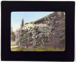 [John Constantine Hillman house, 514 California Terrace, Pasadena, California. Pergola porch]