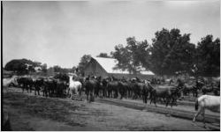 Refugee horses and mules