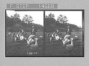 Kneeling men and women harvesting cranberries. Active no. 12184 : stereo photonegative