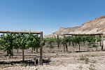 Vineyard in the agricultural town of Palisade, outside Grand Junction, Colorado