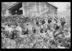 Corn shucking on Uncle Henry Garrett's place, Negro tenant of Mr. Fred Wilkins. White women don't go to Negro shucking to help with the cooking but white men are fed by Negro women just the same as at other shucking week previous at Mr. Fred Wilkins' home. Tally Ho, Near Stem, Granville County, North Carolina