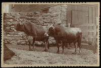 Agriculture Department Livestock, circa 1900