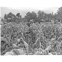 Tobacco in field